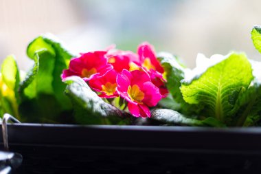 Portre renkli campanula'lar ile bir balkon kutusunun