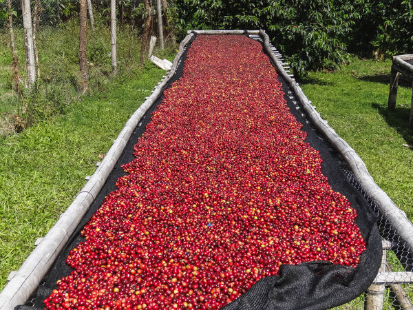 Coffee cherries lying to dry on bamboo raised beds in boquete