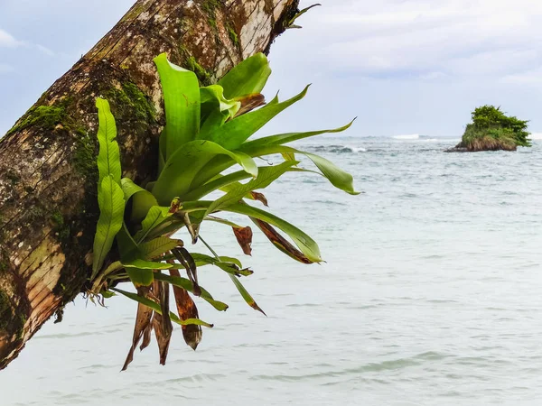 Green palm tree on the coast of la miel panama — Stock Photo, Image