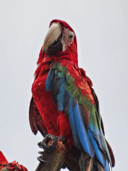 Papegaai scarlet macaw ara macao in panama — Stockfoto