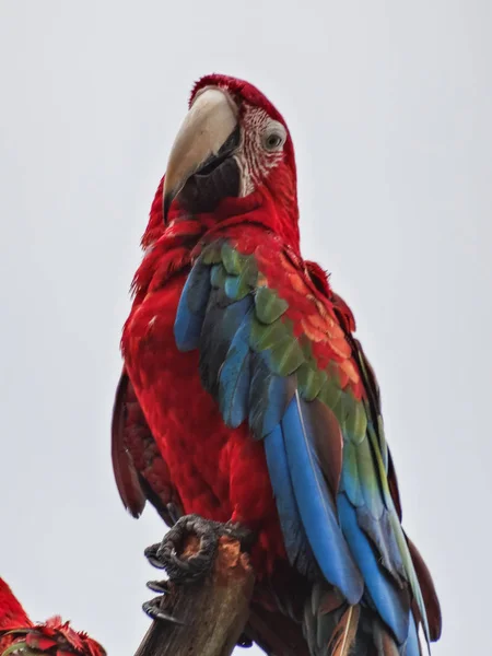 Guacamayo escarlata ara macao en panama —  Fotos de Stock