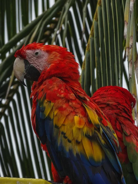 Papegaaien scarlet macaw ara macao in panama — Stockfoto