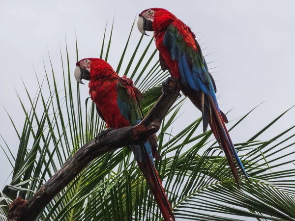 Papagaios arara arara macao escarlate no panamá — Fotografia de Stock