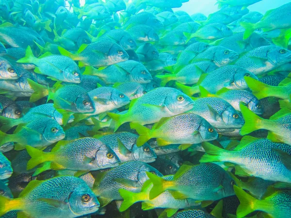 School of fish in the blue galapagos ecuador