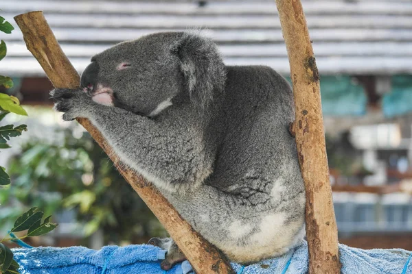 Vahşi koala closeup uyuyan sevimli portre Avustralya — Stok fotoğraf