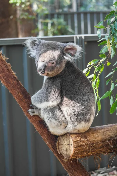 Sevimli küçük vahşi koala portre portre Avustralya — Stok fotoğraf