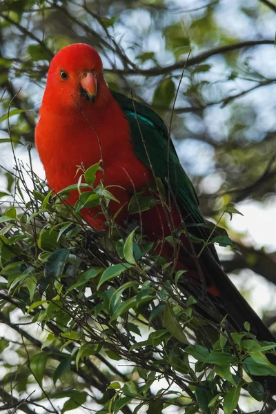 Πολύχρωμο κόκκινο παπαγάλο που κάθεται σε ένα δέντρο Αυστραλία — Φωτογραφία Αρχείου