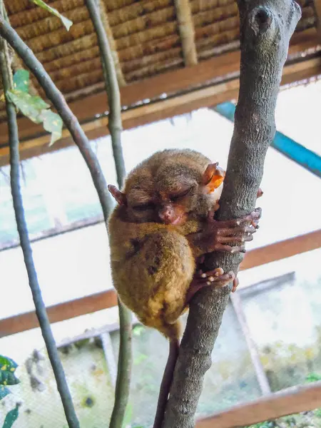 Tarsier lindo sentado en una rama con hojas verdes —  Fotos de Stock