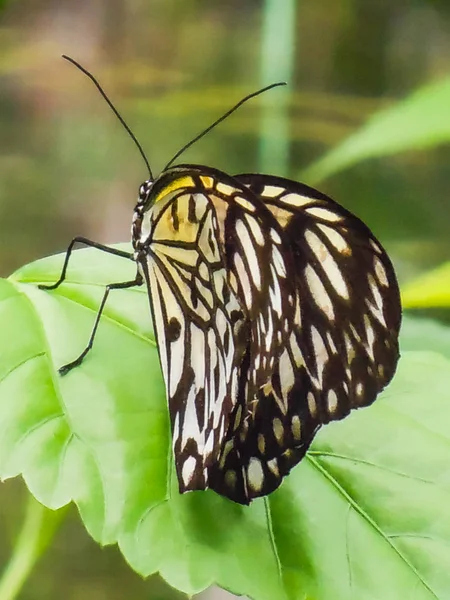 Güzel bir kelebek bir yeşil bitki üzerinde oturan closeup — Stok fotoğraf