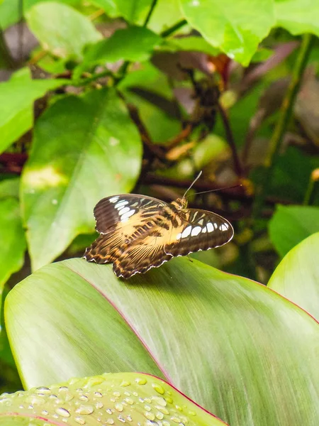 Närbild av en vacker fjäril sitter på en grön växt — Stockfoto