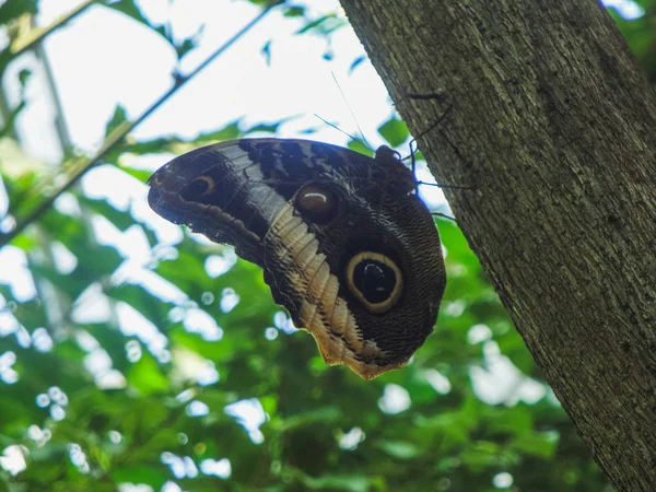 Güzel bir kelebek papiliorama, yakın çekim — Stok fotoğraf