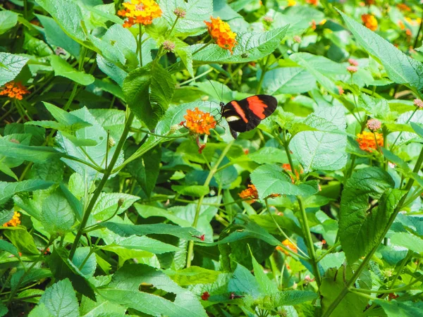 Güzel bir kelebek papiliorama, yakın çekim — Stok fotoğraf