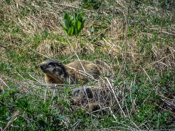 Marmot zernez yaz aylarında İsviçre Ulusal Parkı — Stok fotoğraf