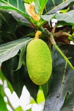 Muz ağacı olgun yeşil muz büyüyen grup ile