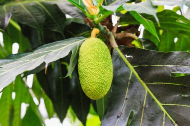 nefesi ağaç büyüyen olgun yeşil nefesi ile