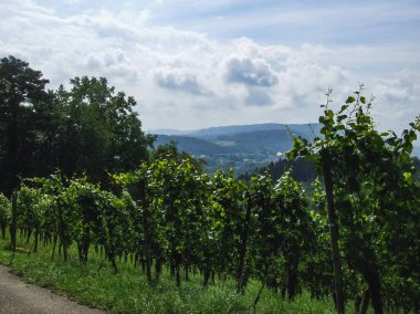 Villnachern İsviçre kırsal yeşil bir bağ