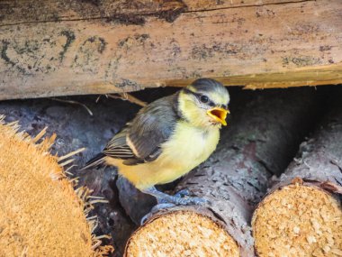 Ahşap üzerine oturan bir Mavi baştankara kuş closeup