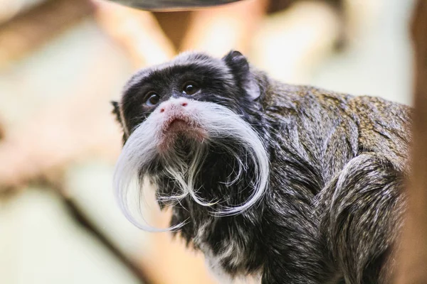 Retrato de primer plano de un emperador tamarin saguinus imperator —  Fotos de Stock