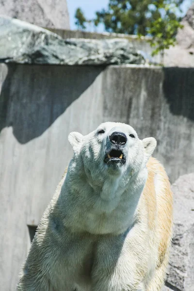 Orso polare in uno zoo in Germania Stoccarda — Foto Stock