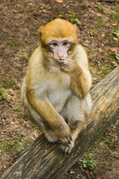 Mono sentado en Affenberg Monkey hill Salem —  Fotos de Stock