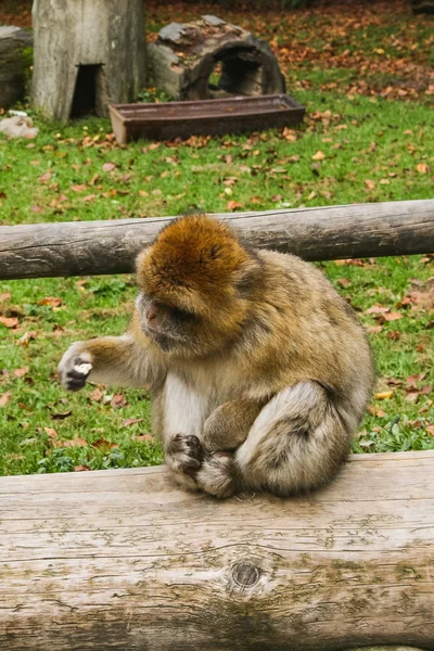 猿坐在 Affenberg 猴山塞勒姆 — 图库照片