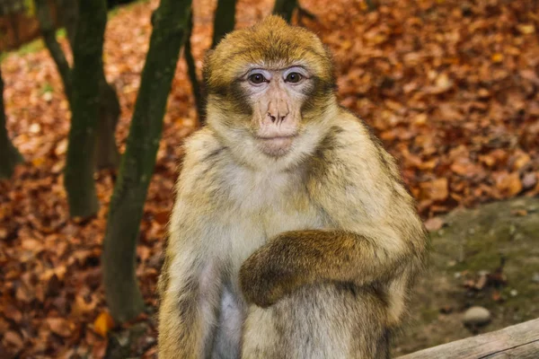 Scimmia seduta a Affenberg Monkey Hill Salem — Foto Stock