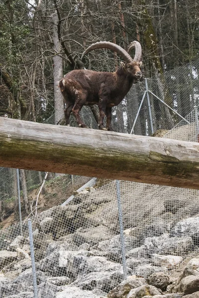Vista de perto de um capra ibex de pé e olhando ao redor — Fotografia de Stock