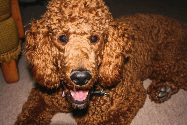 Portrait of a standard poodle laying on the floor — Stock Photo, Image