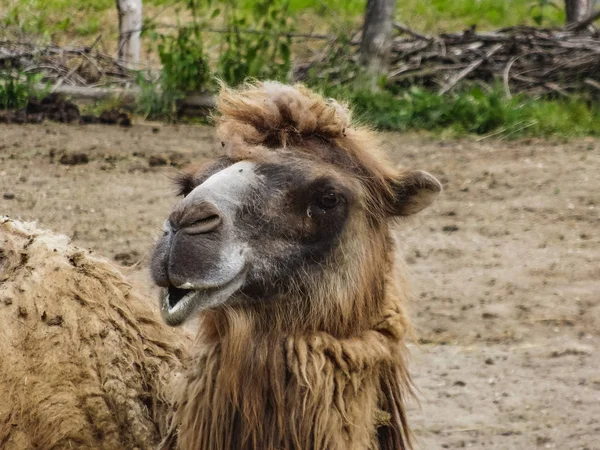 Yerde oturan deve portre — Stok fotoğraf