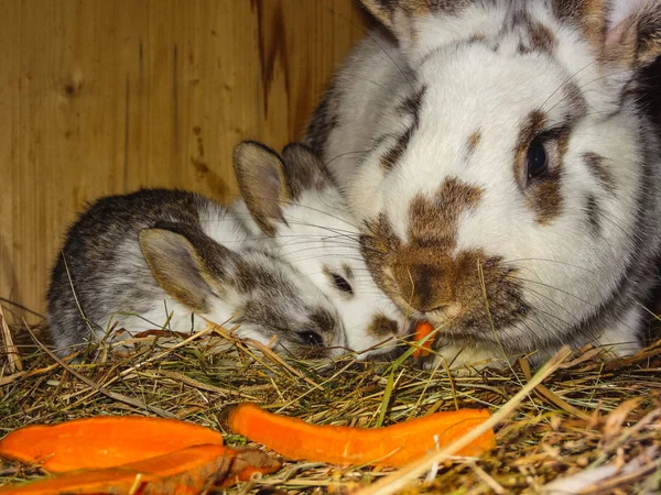 乾いた草の上に座って、さまざまな色のウサギ — ストック写真