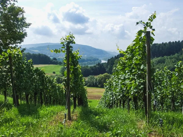 Zielonej winnicy wsi Monte Carasso, Szwajcaria — Zdjęcie stockowe