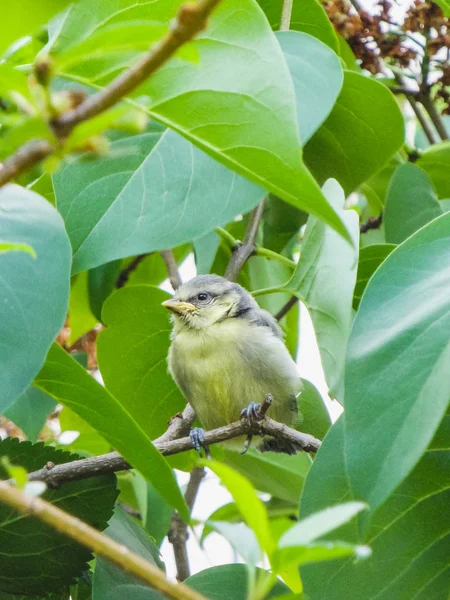 Primer plano de un pájaro de teta azul sentado en un árbol — Foto de Stock