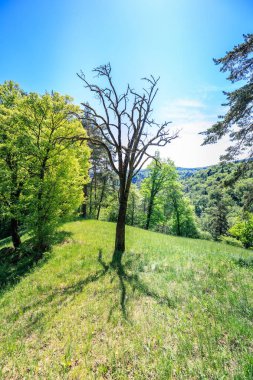 görkemli bir yeşil ağaç günlük güneşlik