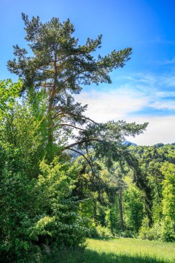 görkemli bir yeşil ağaç günlük güneşlik