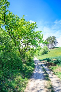 görkemli bir yeşil ağaç günlük güneşlik