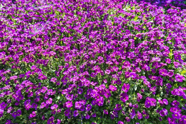 Closeup of a lot of purple aubrieta flowers — Stock Photo, Image