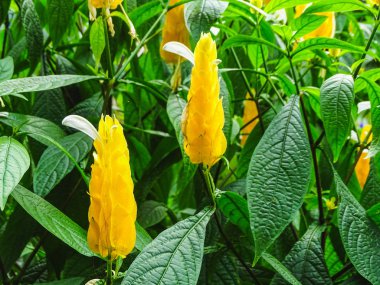 Sarı Caesalpiniodae Leguminosae veya mum Bush closeup