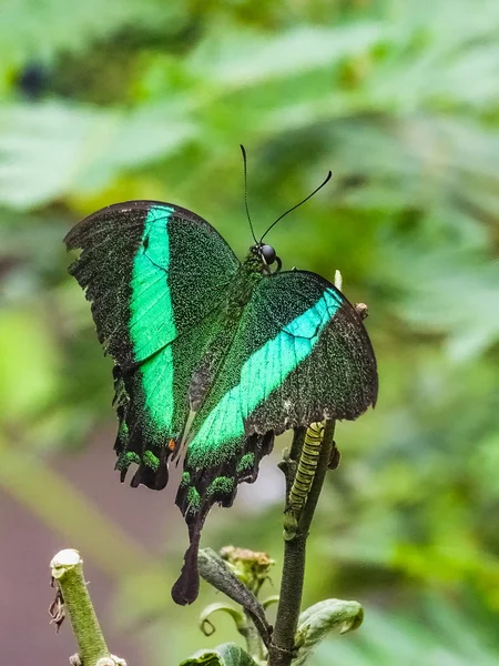 Fechar de um papilio palinurus, o rabo de andorinha de esmeralda — Fotografia de Stock