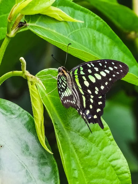 Fechar de uma borboleta de gaio de rabo ou graphium agamemnon em uma lea — Fotografia de Stock