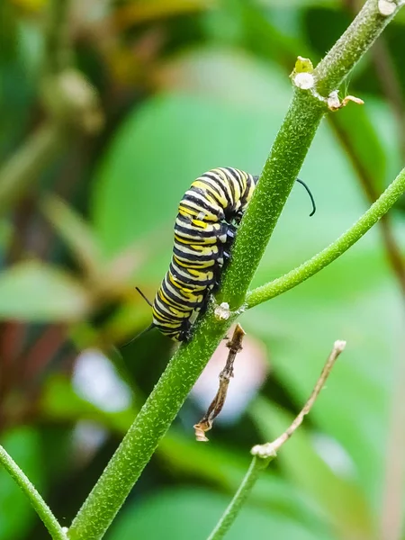 Fechar de uma lagarta de borboleta preta e amarela — Fotografia de Stock