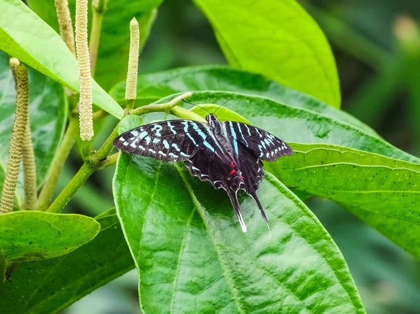 Bir yaprak üzerinde oturan bir graphium colonna kelebek closeup — Stok fotoğraf