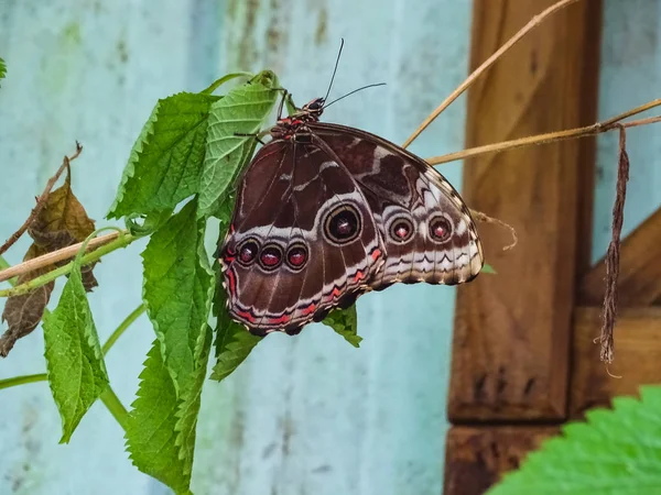 Bir yaprak üzerinde oturan bir güzel ayrıntılı kelebek gözleri closeup — Stok fotoğraf