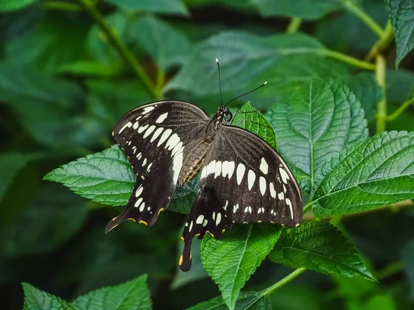 Bir yaprak bir papilio ö kelebeği closeup — Stok fotoğraf