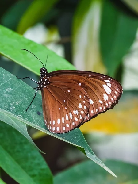Крупный план красивой детализированной бабочки на листе — стоковое фото