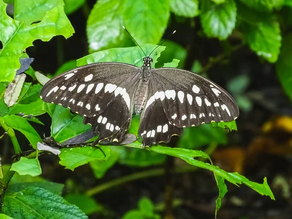 Bir yaprak bir papilio ö kelebeği closeup — Stok fotoğraf