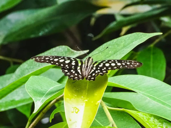 Close-up van een staart jay vlinder of graphium agamemnon op een lea — Stockfoto