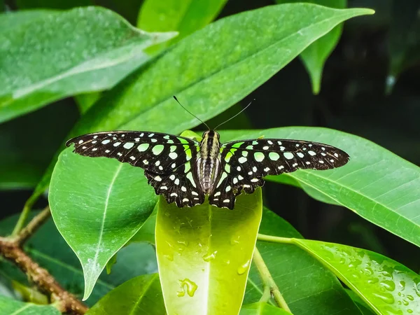 Fechar de uma borboleta de gaio de rabo ou graphium agamemnon em uma lea — Fotografia de Stock