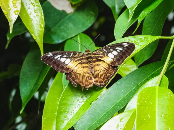 Крупный план коричневой партеновой силвии, сидящей на листе — стоковое фото