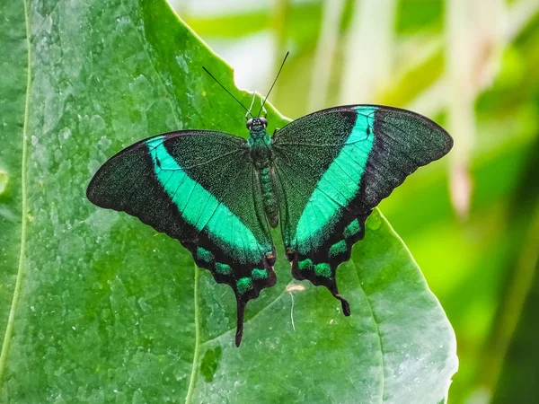 Closeup of a papilio palinurus, the emerald swallowtail — Stock Photo, Image