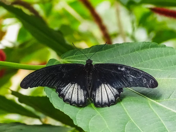 Close-up van een vlinder papilio memnon op een blad — Stockfoto